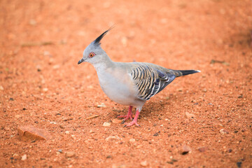 Australian crested pigeon close up