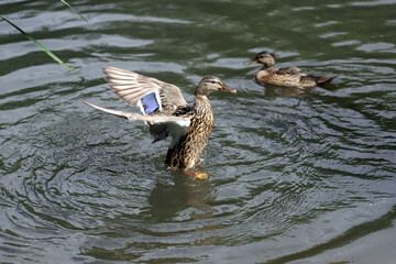 Young Mallard ducks flutter their wings, dive and swim in the lake with rushes