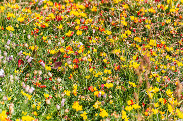 The anchor of the tanker Amoco-Cadiz, which ran aground at Portsall in 1978, causing an unprecedented oil spill.