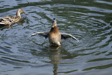 Young Mallard ducks flutter their wings, dive and swim in the lake with rushes. Underdeveloped wings