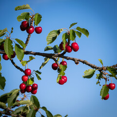 Fruity cherries on a cherry tree
