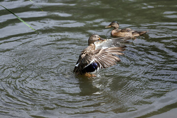 Young Mallard ducks flutter their wings, dive and swim in the lake with rushes