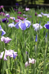 Obraz premium 花菖蒲
