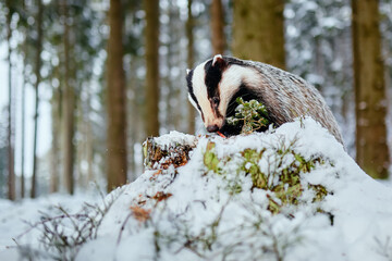 European badger (Meles meles) winter scene. A young badger eats food in a deep forest. © petrsalinger