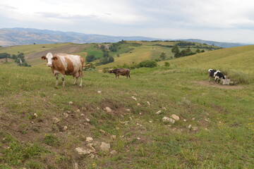 Pascolo Mucche,Biologico,