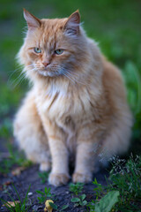 Naklejka na ściany i meble Beautiful red fluffy cat sits in the grass