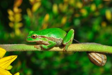 Beautiful Europaean Tree frog Hyla arborea 