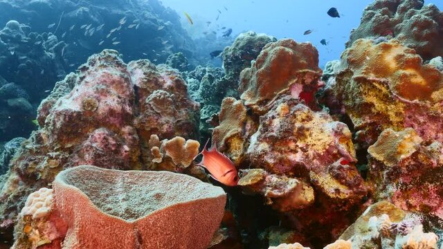 Seascape in turquoise water of coral reef in Caribbean Sea / Curacao with Blackbar Soldierfish, coral and sponge