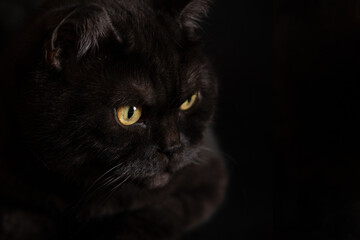 Close up face of black cat with yellow eyes on black background - Powered by Adobe
