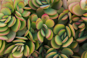 Beautiful all-over botanical floral pattern green yellow crassula jade succulents plants with red...