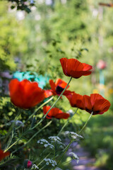 poppies