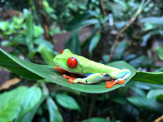 Red Eyed Green Tree Frog, Costa Rica Rainforest