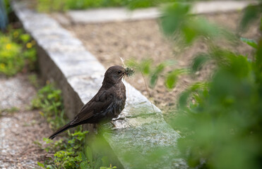 Amsel