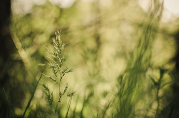 wheat field in summer