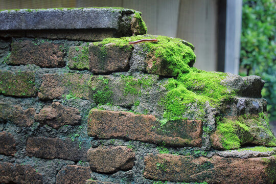 Image of old mossy wall in day time