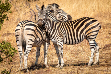 Fototapeta na wymiar liebende Zebras in der Sonne