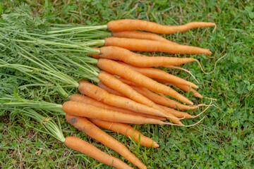 Carrots on the green grass in the garden. Harvest