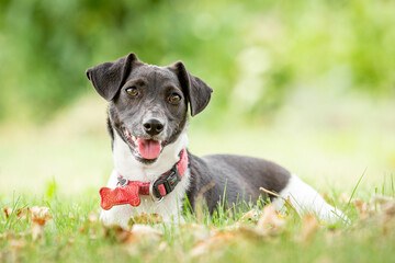 Jack Russel Terrier mit roten Halsband