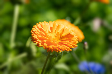 Gerbera