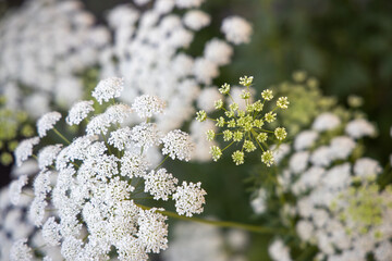 京都ぶらり、レースフラワー