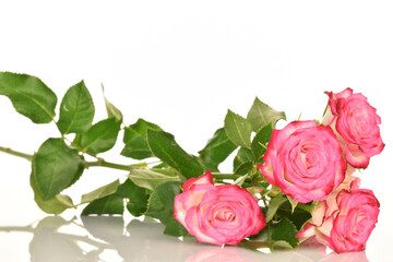 Naklejka premium pink rose on white background