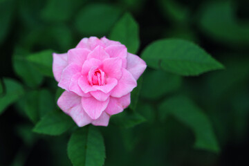 Coral rose flower in roses garden. Top view. Soft focus.