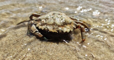 crab on the beach © Anya Photography