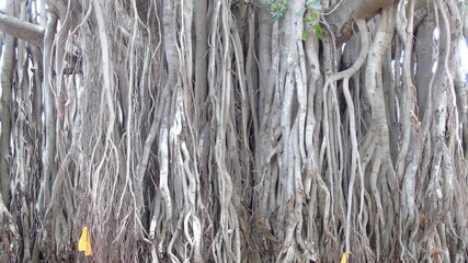 big banyan tree with roots