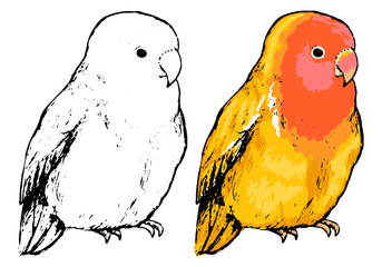 Drawing of cute sitting lovebird. Realistic sketch of tropical bird parrot. Hand drawn vector illustration in vintage style. Set of contour and color element isolated on white for design, decor, print
