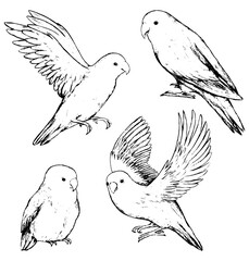 Collection of parrots lovebirds isolated on white. Set of hand drawn vector illustration. Realistic black ink sketches of tropical birds. Vintage graphic elements for design, prints, card, poster etc.