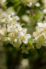 Obraz premium jasmine