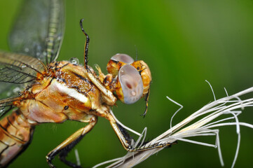 Macro shots, Beautiful nature scene dragonfly.   