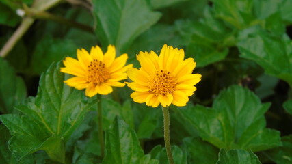 yellow dandelion flower