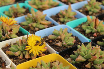 Photographing a bee sucking nectar from daisy flower in spring meadow.
