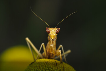 Close up of pair of Beautiful European mantis ( Mantis religiosa )