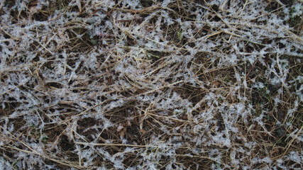 枯れ草と雪