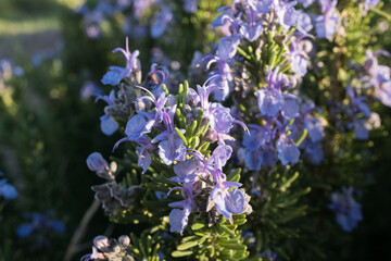 Rosemary bush blooming.