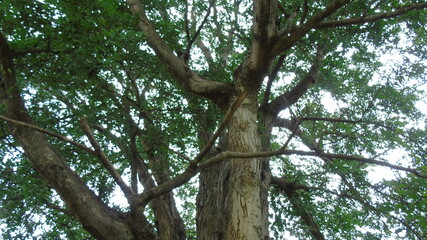 tree in the forest