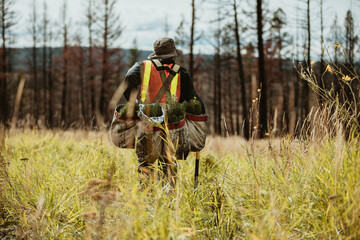 Ranger working in forest for sustainable afforestation