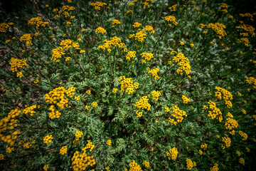 Close-up of small yellow flowers on a meadow