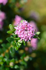 Fototapeta premium Rosy rice flower