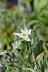Edelweiss