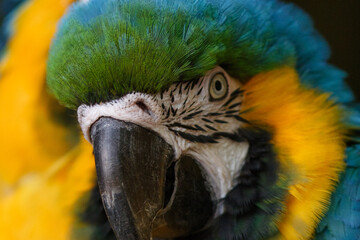  Yellow Macaw from the Amazon © Tomas Kolisch