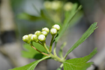 Obraz premium Crete hawthorn