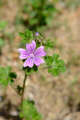 Common mallow