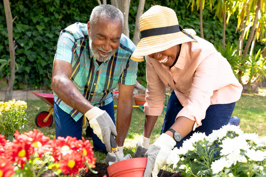 Senior African American couple planting flowers in their garden .