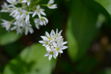Wild garlic