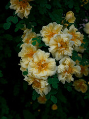 Obraz na płótnie Canvas bush of yellow wild roses in dark leaves
