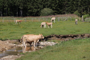 Krowy przy wodopoju