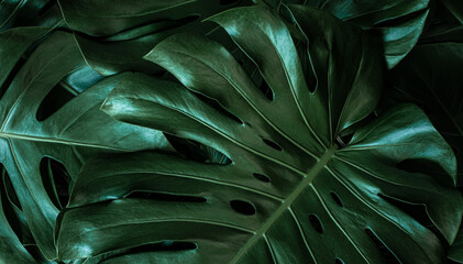 closeup nature view of tropical green monstera leaf and palms background. Flat lay, fresh wallpaper banner concept